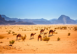 Wadi Rum camels