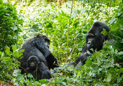 two adult gorillas and a baby in a heavily wooded area