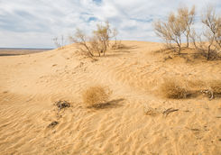 Kyzylkum Desert