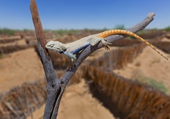 Lizard