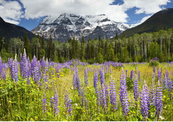 canadian rockies purple flowers