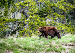 grizzly bear rockies