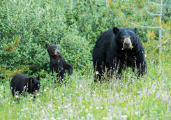 bear family in flowers