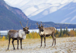 caribou