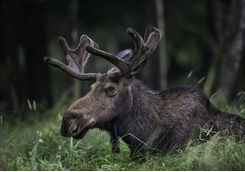 moose elk in grass