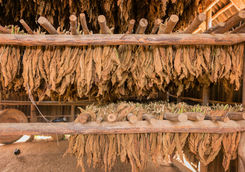 tobacco leaves dying