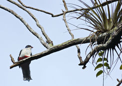 cuban trogon