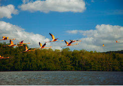 flamingo in cuba