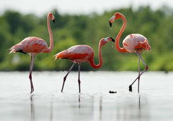 pink caribbean flamingos