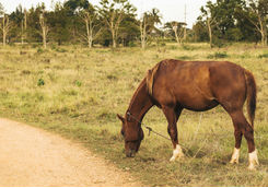 grazing horse in cuba