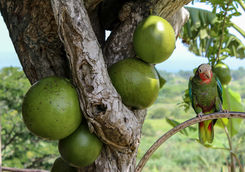parrot sitting in papaya tree