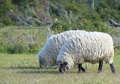 merino sheep