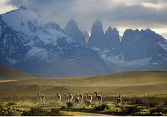 guanacos in torres del paine