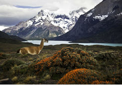 guanaco at torres del paine