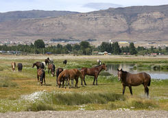 horses in patagonia