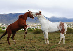 wild horses in el calafate