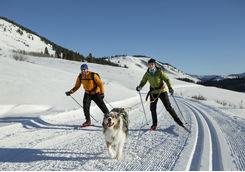 skijoring