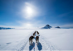 dog sled