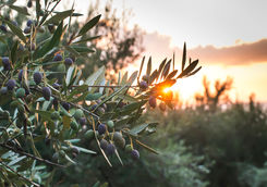 olive tree sunset