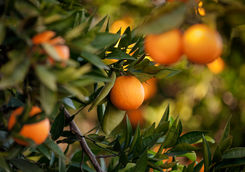 orange ranch