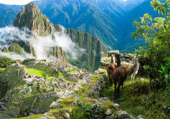 Llamas watch over Machu Picchu