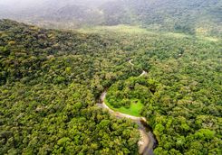 Belize forest