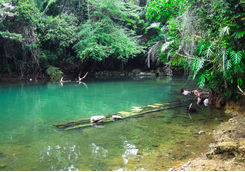 Water pool in the rainforest