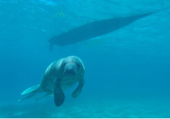 Manatee Caya Caulker
