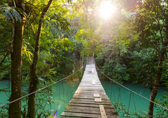 Tranquil forest footbridge