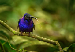 Violet sabrewing bird