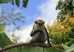 Monkey in Grenada
