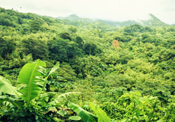 Grenada rainforest