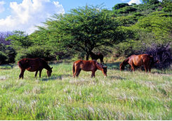 Wild horses, Grenada