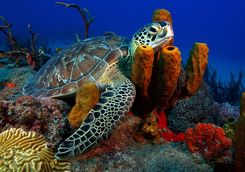 Turtle in Grenada