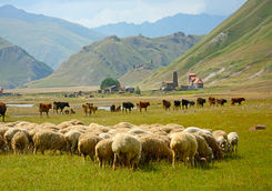 Sheep grazing in the gorge, Kazbegi