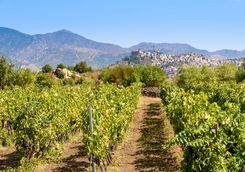 vineyard mount etna
