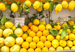amalfi lemons