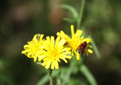 wild flowers albania
