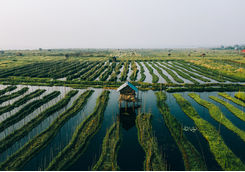 floating garden on the lake