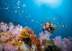 lion fish diving