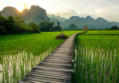 rice paddles