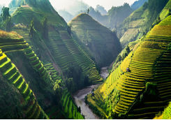 rice field mu cang chai
