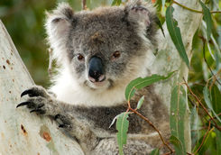 koala on kangaroo island