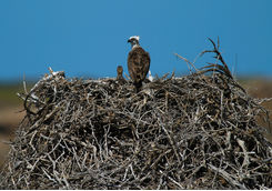 sea eagle nest