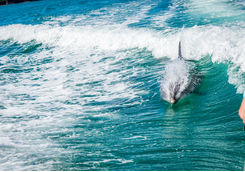 dolphin abel tasman national park