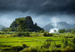 rice fields mai chau