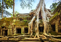 Thick roots at the temple of the forest