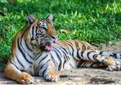 Tiger relaxing