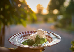 burrata aperitivo