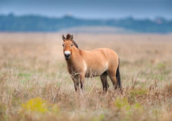 takhi horse